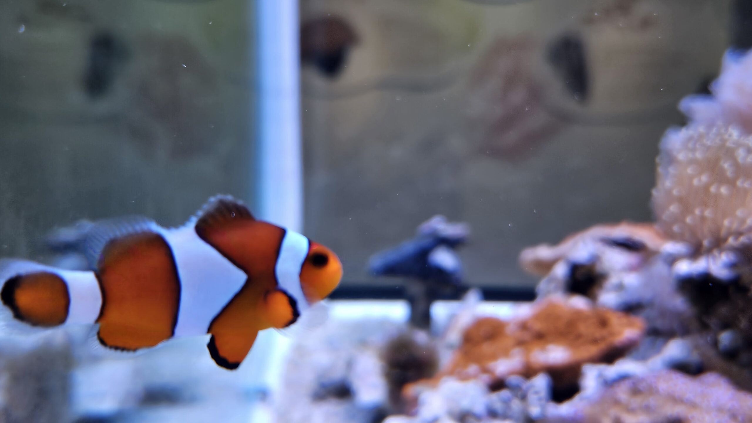 Lire la suite à propos de l’article Aquarium d&rsquo;Osaka